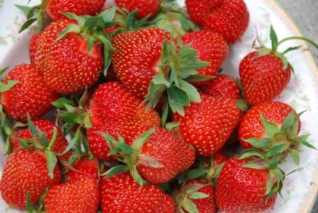 Strawberries Are a Bargain At Any Price! Image